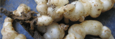 crosnes