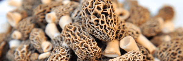 sauce aux morilles