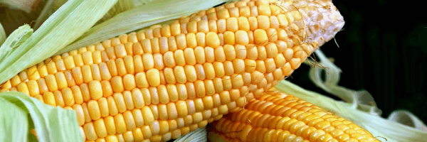Maïs