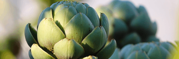 artichaut
